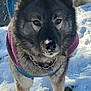 dog, snow, outdoor, winter, canine, fur, jacket, tail, collar, nature, water, animal, pet, cold, frozen, portrait, muzzle, standing, daylight, closeup