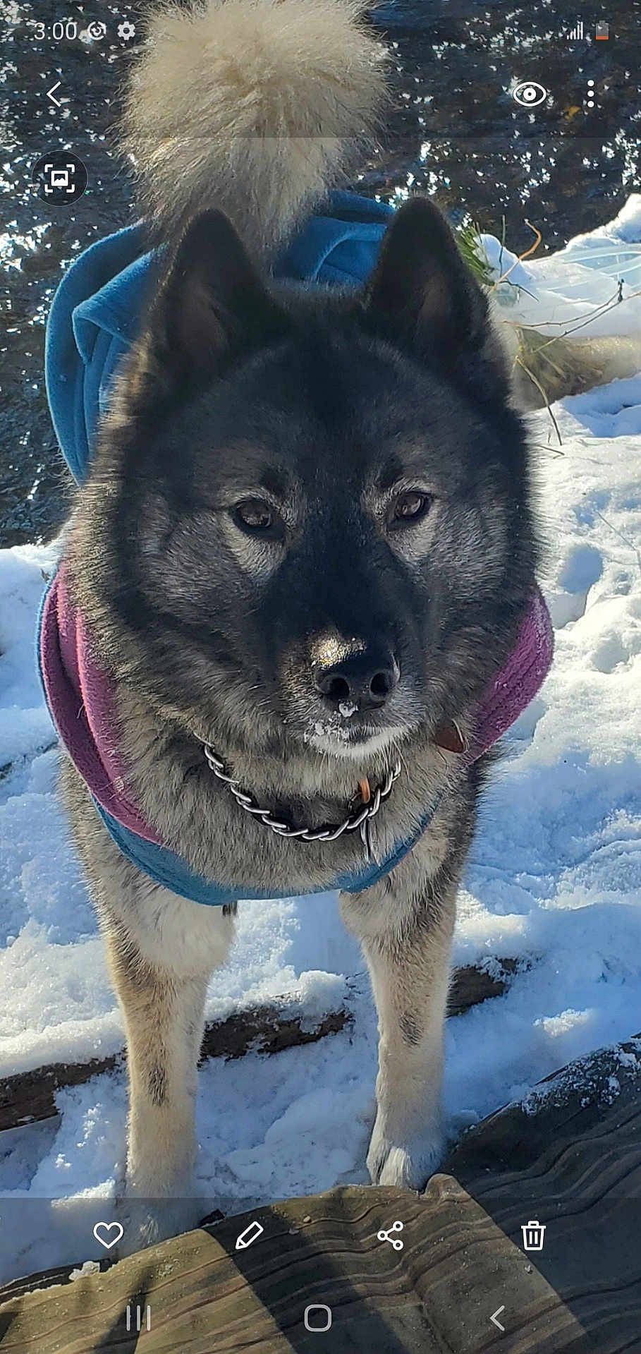 Axel joined the competition — help win amazing prizes! dog, snow, outdoor, winter, canine, fur, jacket, tail, collar, nature, water, animal, pet, cold, frozen, portrait, muzzle, standing, daylight, closeup