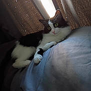 Miss Kitty is registered to the contest to win money with this photo: cat, black_and_white, pet, indoor, curtains, bed, feline, animal, relaxed, soft_light, whiskers, paws, fur, resting, cozy, window_light, looking, cute, domestic_cat, lying_down