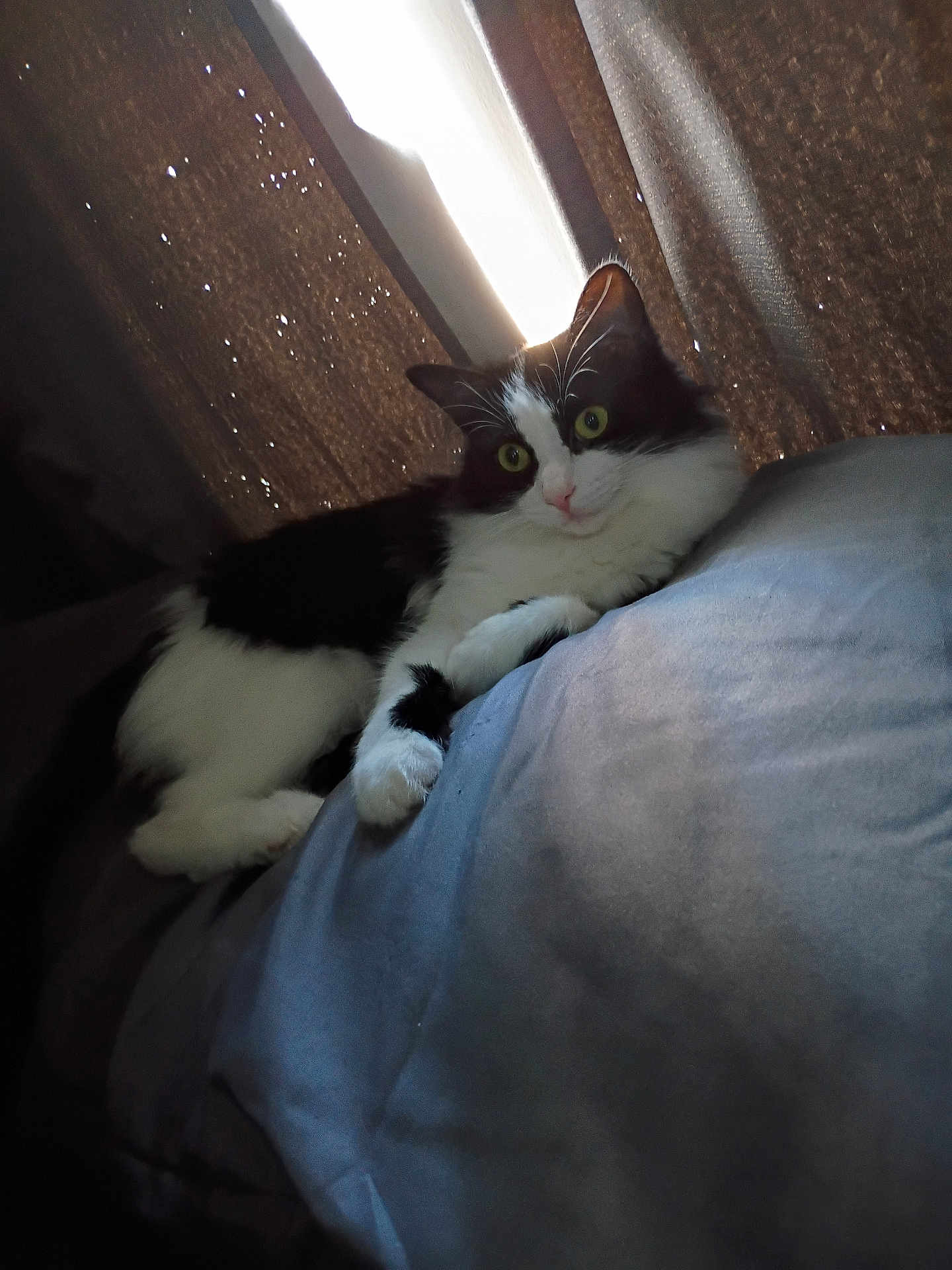 Miss Kitty