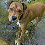 Tyson is registered to the contest to win money with this photo: animal, brown_dog, canine, close_up, curious, dog, forest_floor, looking_at_camera, moss, natural_light, nature, outdoor, pet, rocks, shallow_water, standing, stream, water, wet_paws, young_dog