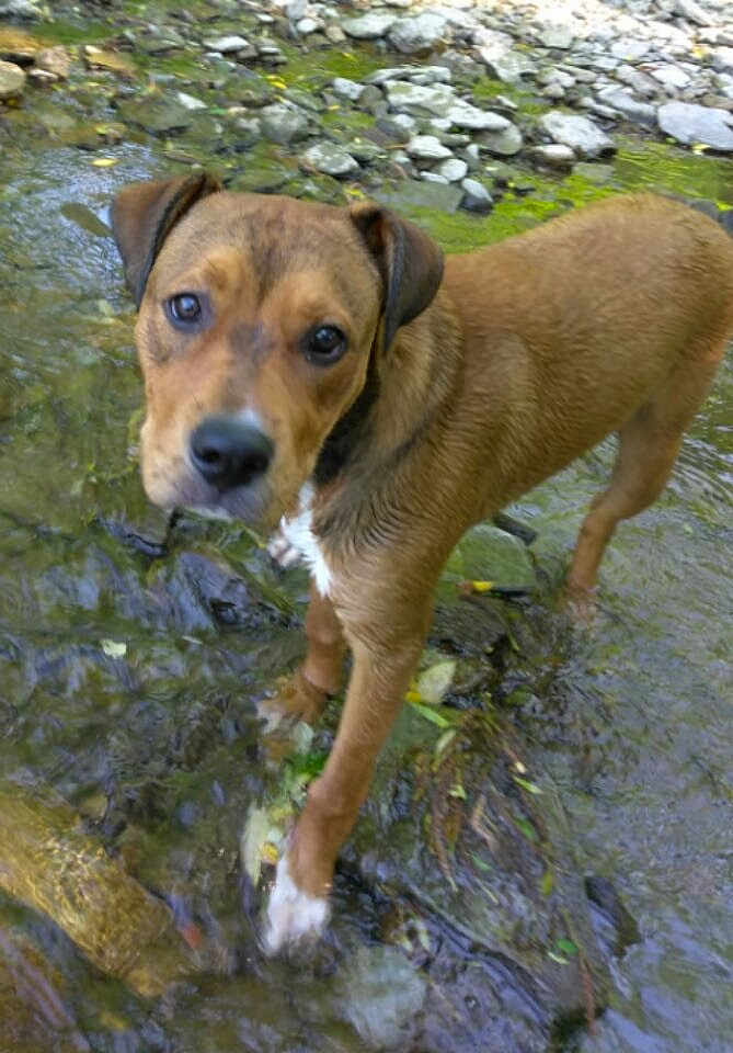 Tyson