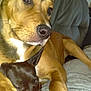Tyson is registered to the contest to win money with this photo: animal, black_dog, blanket, brown_dog, canine, close_up, companion, couch, cozy, dog, domestic, friendship, fur, indoor, paw, pet, portrait, relaxation, resting, snuggling