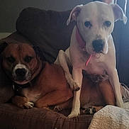 Tyson joined the competition — help win amazing prizes! animal, brown_dog, collar, companion, couch, cozy, cute, dog, domestic, friendship, furniture, home, indoor, looking, paw, pet, relaxed, resting, two_animals, white_dog