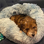 Nalu joined the competition — help win amazing prizes! animal, brown_fur, companion, couch, cozy, cute, dog, domestic_animal, fluffy, furry, home, indoor, pet_bed, puppy, relaxed, resting, rope_toy, sleepy, small_dog, toy