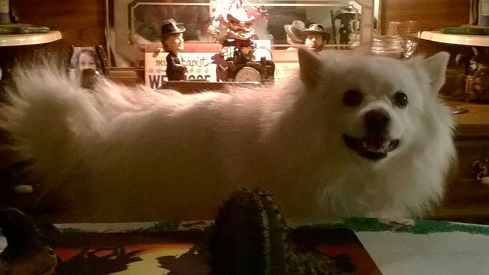 Panda Bear is registered to the contest to win money with this photo: ancient_dog_breeds, carnivore, companion_dog, dog, dog_breed, dog_supply, event, fur, german_spitz, japanese_spitz, pomeranian, samoyed, spitz, toy_dog, volpino_italiano, whiskers, working_animal