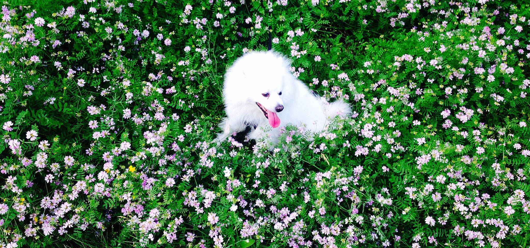 Panda Bear is registered to the contest to win money with this photo: annual_plant, carnivore, companion_dog, dog, flower, flowering_plant, grass, green, groundcover, leaf, meadow, natural_environment, natural_landscape, nature, people_in_nature, petal, plant, shrub, tree, vegetation