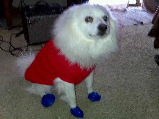 Panda Bear joined the competition — help win amazing prizes! ancient_dog_breeds, canidae, carnivore, companion_dog, dog, dog_breed, dog_supply, flooring, fur, german_spitz, german_spitz_klein, non_sporting_group, pet_supply, spitz, sporting_group, tail, toy_dog, volpino_italiano, working_animal, working_dog