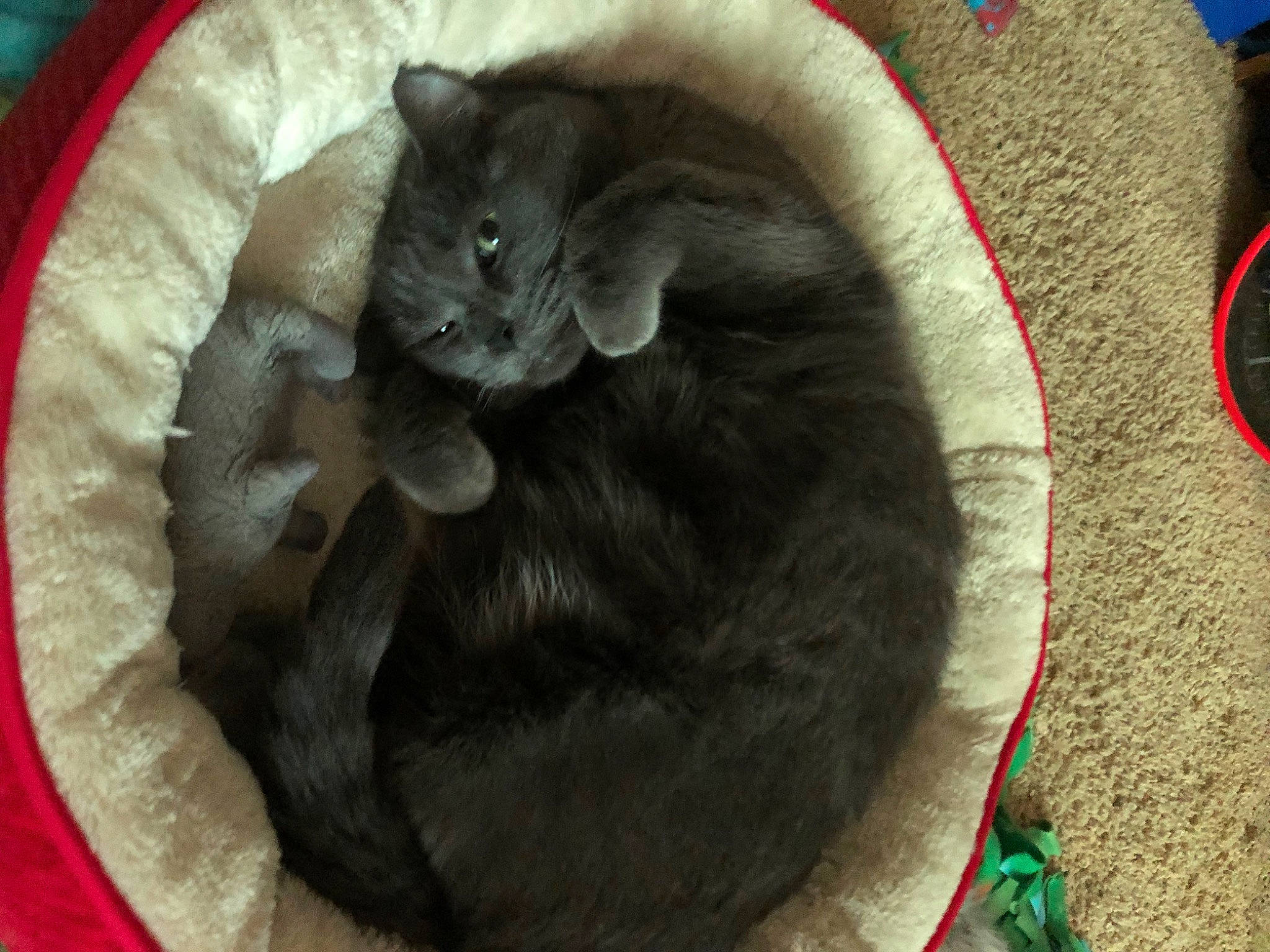 Nico is registered to the contest to win money with this photo: black_cat, carmine, carnivore, cat, cat_bed, cat_supply, comfort, domestic_short_haired_cat, felidae, fur, grey, pet_supply, small_to_medium_sized_cats, tail, terrestrial_animal, whiskers