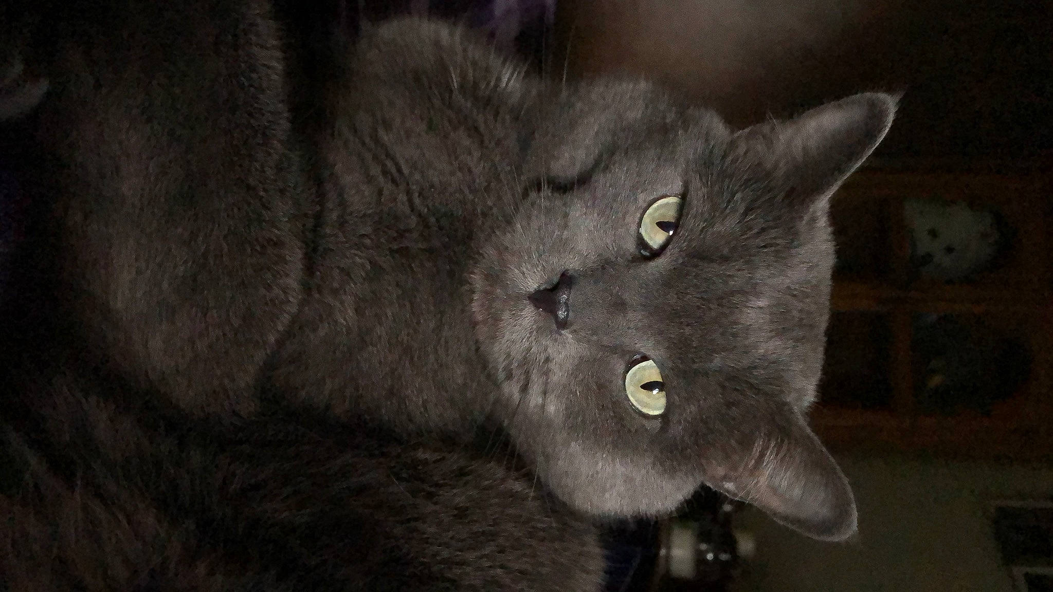 Nico joined the competition — help win amazing prizes! black_cat, carnivore, cat, domestic_short_haired_cat, felidae, fur, grey, monochrome, monochrome_photography, small_to_medium_sized_cats, snout, tail, terrestrial_animal, whiskers