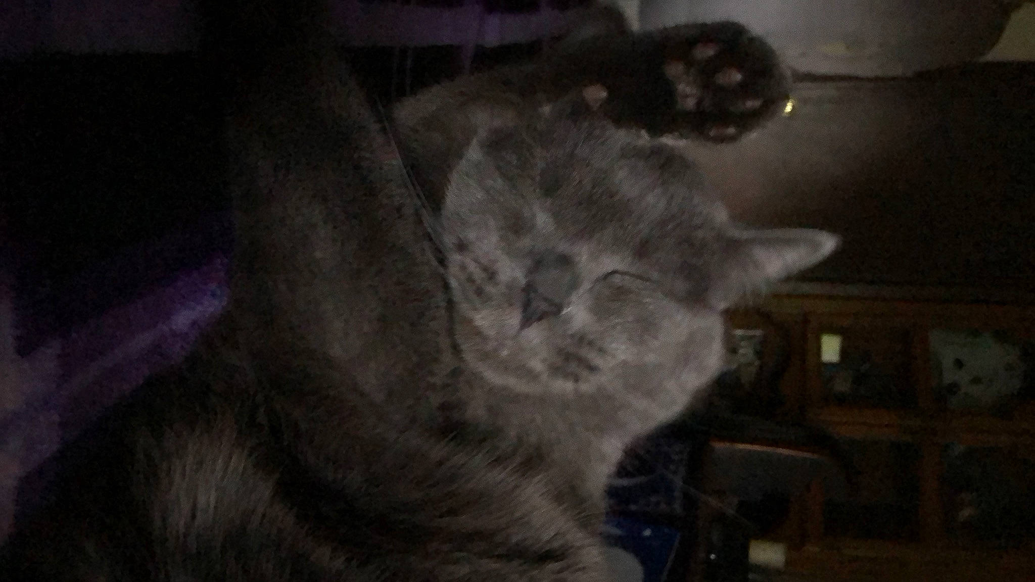 Nico is registered to the contest to win money with this photo: carnivore, cat, darkness, domestic_short_haired_cat, ear, felidae, fur, grey, monochrome, monochrome_photography, night, paw, russian_blue, small_to_medium_sized_cats, snout, tail, whiskers