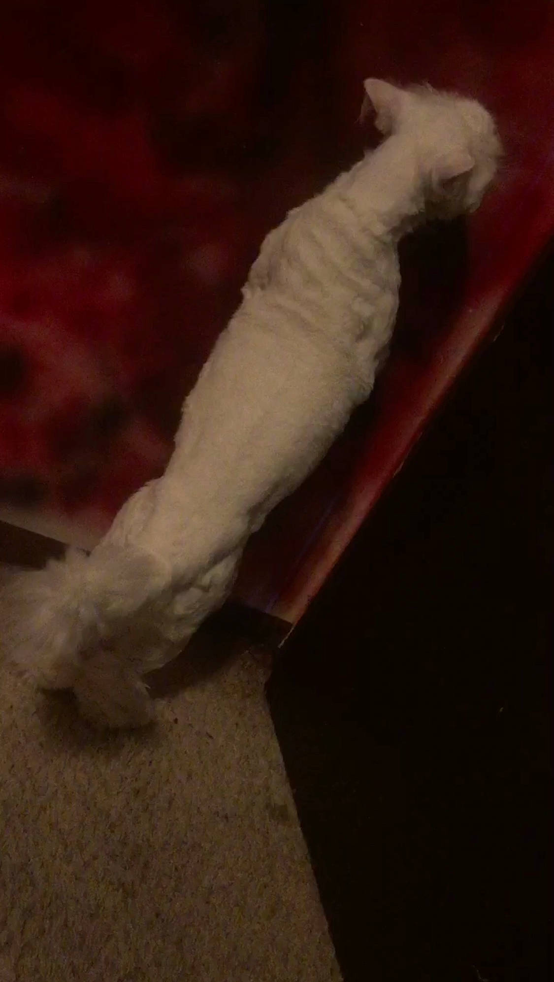 Butters is registered to the contest to win money with this photo: art, canidae, carnivore, cat, claw, companion_dog, dog_breed, fawn, felidae, foot, fur, gesture, hardwood, human_leg, paw, small_to_medium_sized_cats, tail, terrestrial_animal, whiskers, wood