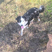 Nala participe au concours pour gagner de l'argent avec cette photo : dog, black_and_white_dog, golden_dog, grass, outdoor, sunlight, animal, pet, tongue_out, walking, nature, daylight, field, playful, canine, fur, shadow, two_dogs, summer, happy