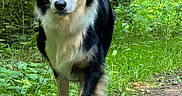 Nala participe au concours pour gagner de l'argent avec cette photo : dog, black_and_white, border_collie, walking, forest, path, greenery, grass, nature, outdoor, animal, canine, fur, ears, face, snout, paw, daylight, trees, bushes