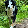 dog, black_and_white, border_collie, walking, forest, path, greenery, grass, nature, outdoor, animal, canine, fur, ears, face, snout, paw, daylight, trees, bushes