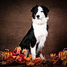 Nala a rejoint le concours — aidez-le/la à gagner de superbes lots ! dog, border_collie, autumn, pumpkin, fall_leaves, pine_cone, studio_photo, brown_background, portrait, animal, black_and_white, sitting, decorative, seasonal, harvest, cute, pet, fluffy, nature_theme, festive