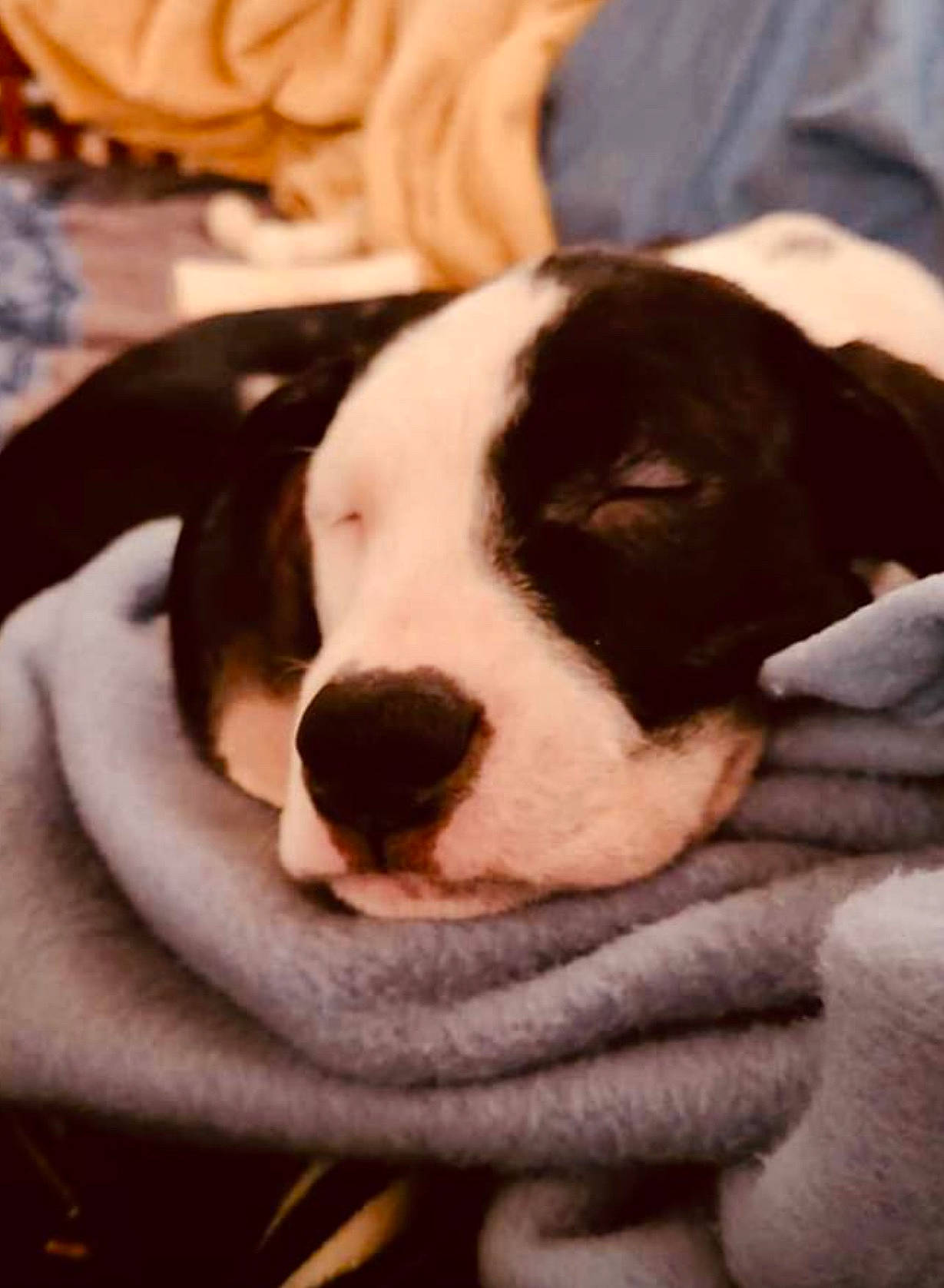 Suki joined the competition — help win amazing prizes! bored, canidae, carnivore, comfort, companion_dog, dog, dog_breed, ear, fawn, fur, nap, non_sporting_group, paw, pet_supply, puppy_love, snout, sporting_group, whiskers, working_animal