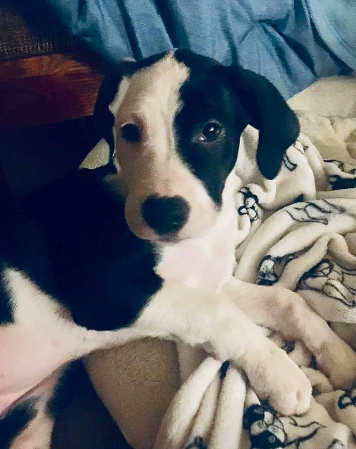 Suki joined the competition — help win amazing prizes! canidae, carnivore, comfort, companion_dog, couch, dog, dog_breed, fawn, fur, happy, linens, nail, non_sporting_group, paw, puppy_love, snout, sporting_group, terrestrial_animal, whiskers, working_animal