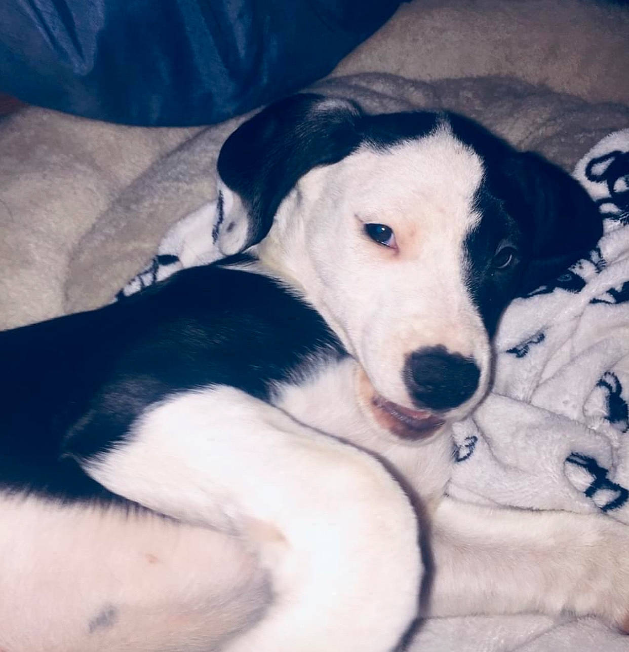 Suki is registered to the contest to win money with this photo: canidae, carnivore, cloud, comfort, companion_dog, dog, dog_breed, fur, non_sporting_group, paw, snout, sporting_group, terrestrial_animal, whiskers, working_animal