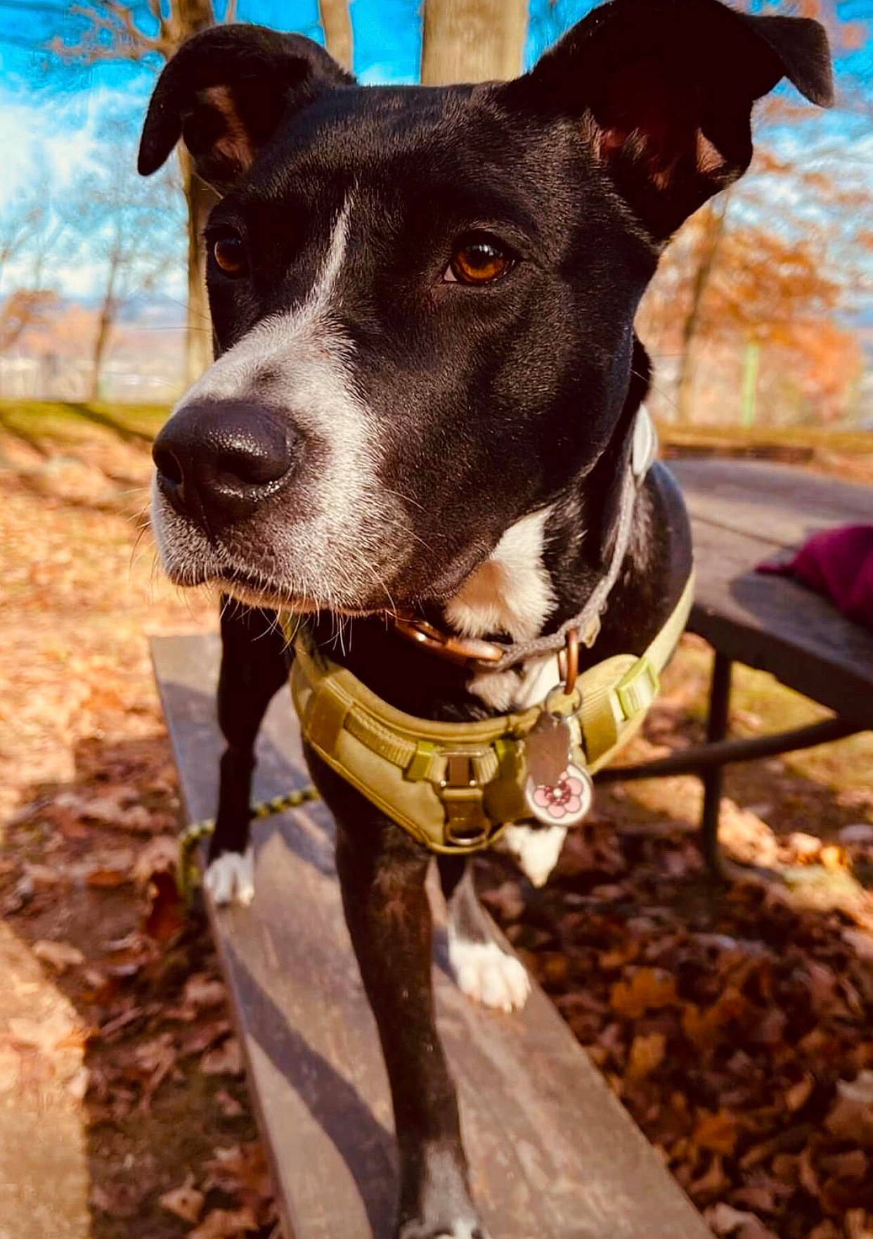 Azula joined the competition — help win amazing prizes! carnivore, cloud, collar, companion_dog, dog, dog_breed, dog_collar, dog_supply, fashion_accessory, fawn, leash, pet_supply, plant, sky, snout, sporting_group, tree, whiskers, window, working_animal
