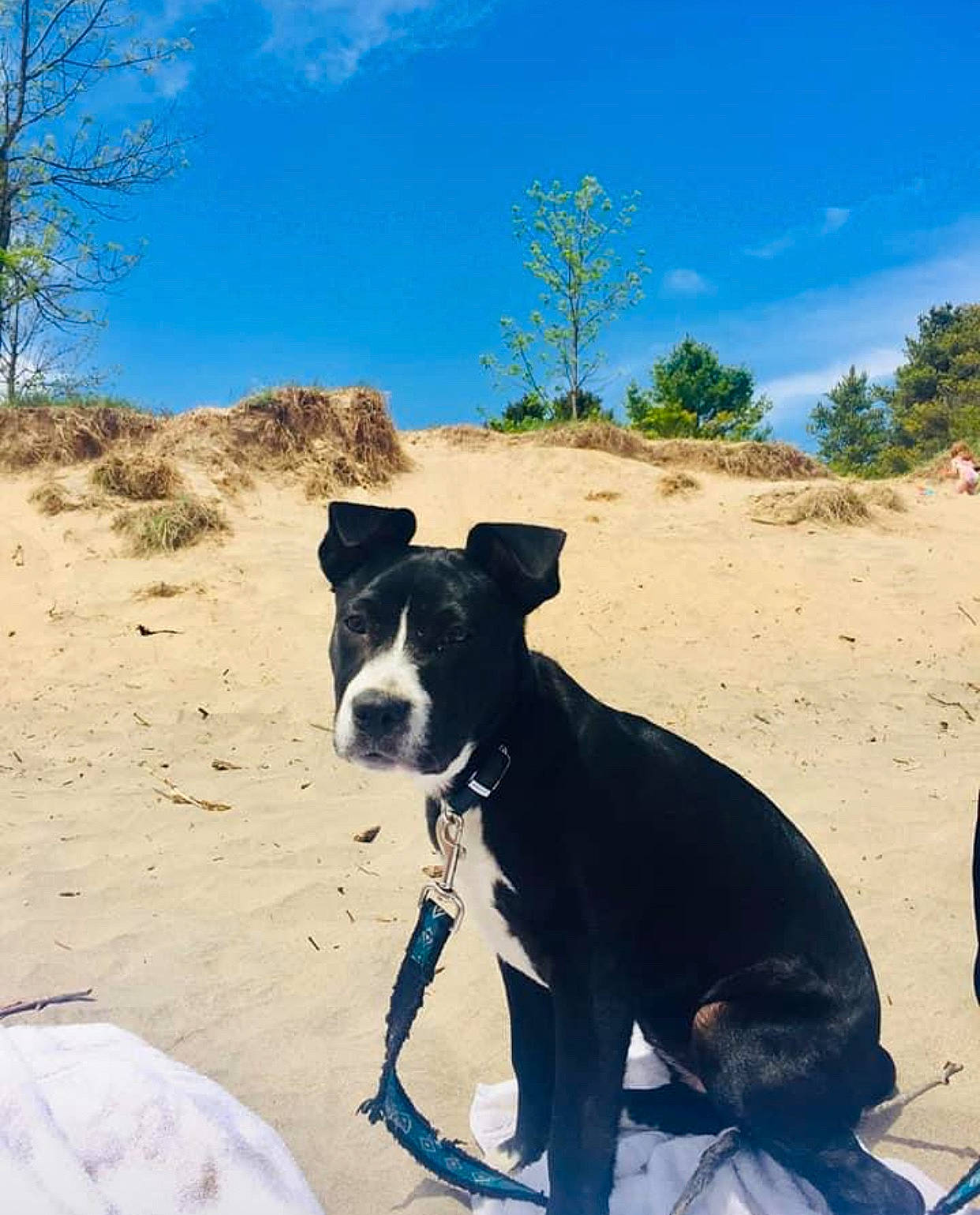 Azula is registered to the contest to win money with this photo: adventure, canidae, carnivore, cloud, collar, dog, dog_breed, dog_collar, fun, landscape, leisure, plant, recreation, sand, sky, snout, sporting_group, tree, wilderness, working_animal