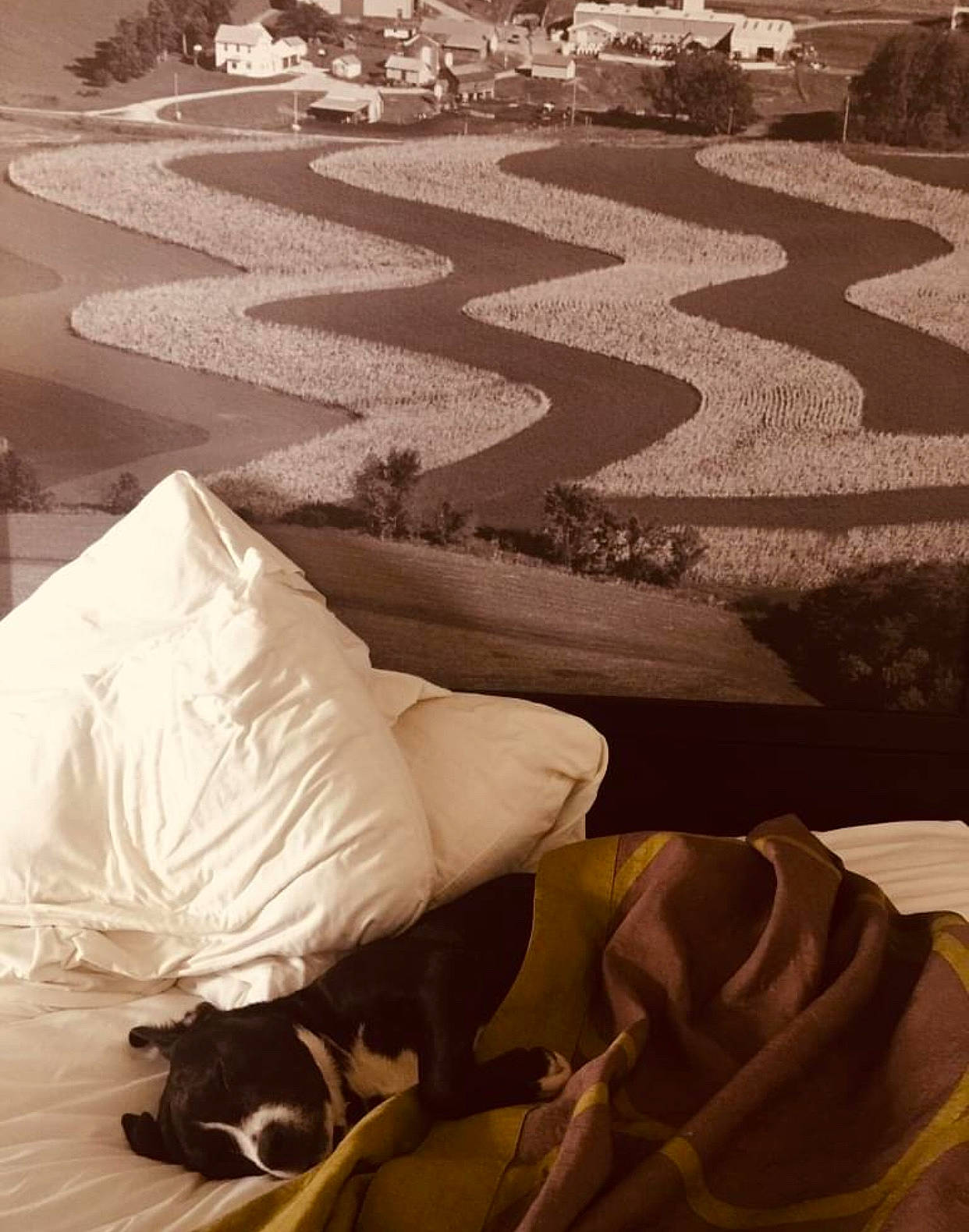 Azula is registered to the contest to win money with this photo: art, bed_sheet, bedding, black, comfort, floor, flooring, hardwood, landscape, linens, monochrome, monochrome_photography, pillow, room, shadow, textile, throw_pillow, tints_and_shades, white, wood