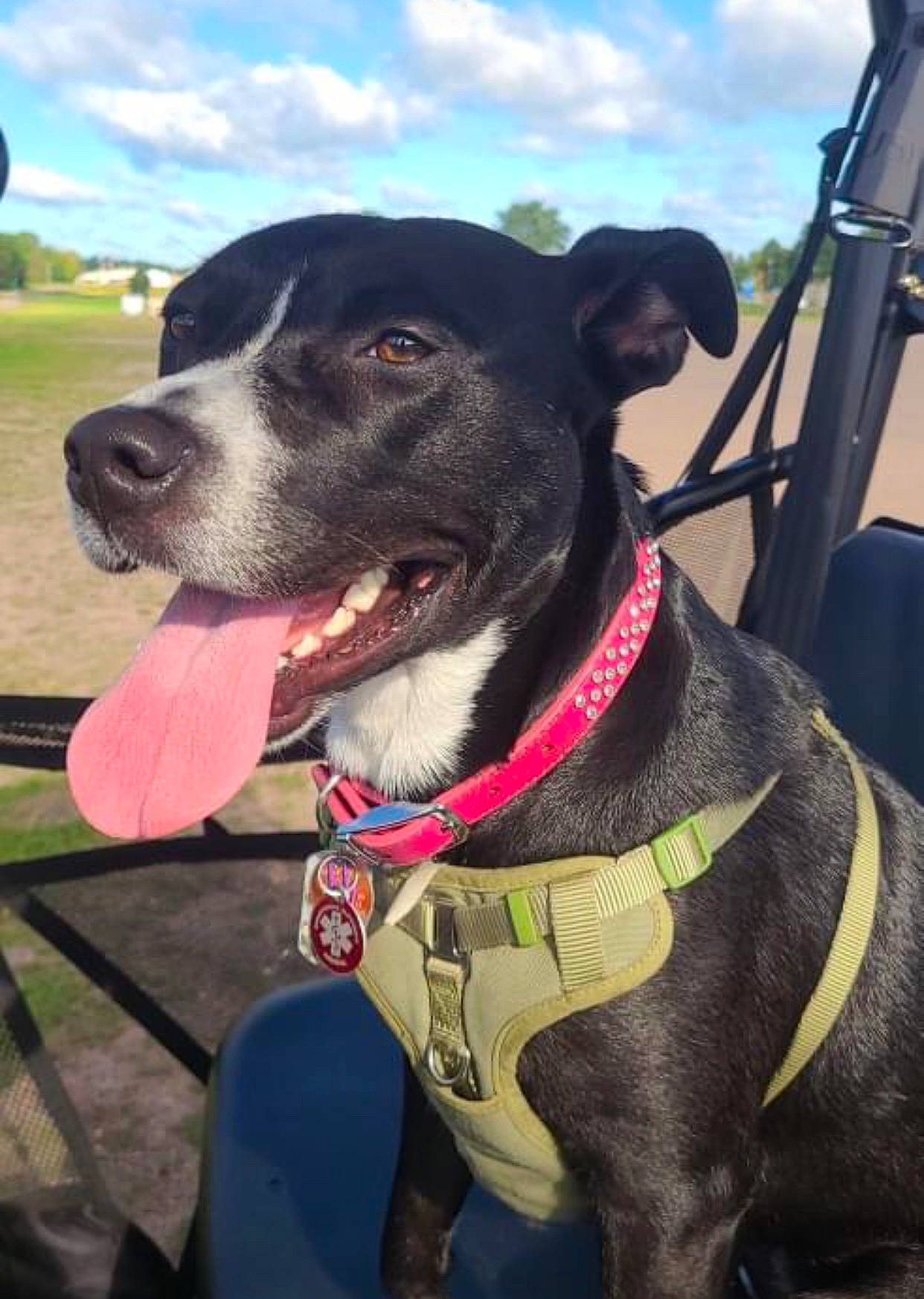 Azula is registered to the contest to win money with this photo: carnivore, cloud, collar, companion_dog, dog, dog_breed, dog_collar, dog_supply, fashion_accessory, fawn, guard_dog, leash, pet_supply, plant, sky, snout, sporting_group, whiskers, working_animal, working_dog