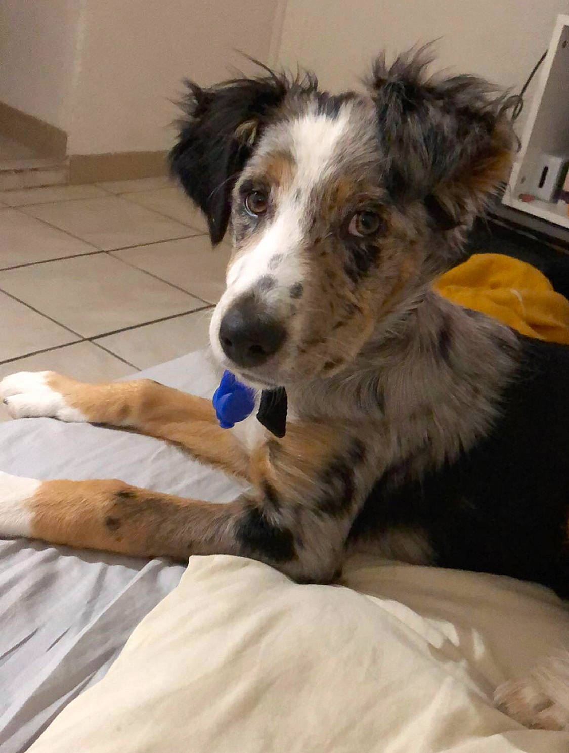 Olympe participe au concours pour gagner de l'argent avec cette photo : australian_collie, australian_shepherd, border_collie, canidae, carnivore, companion_dog, dog, dog_breed, herding_dog, koolie, mammal, miniature_australian_shepherd, puppy, rare_breed_dog, snout, sporting_group, texas_heeler, vertebrate, welsh_sheepdog, working_dog