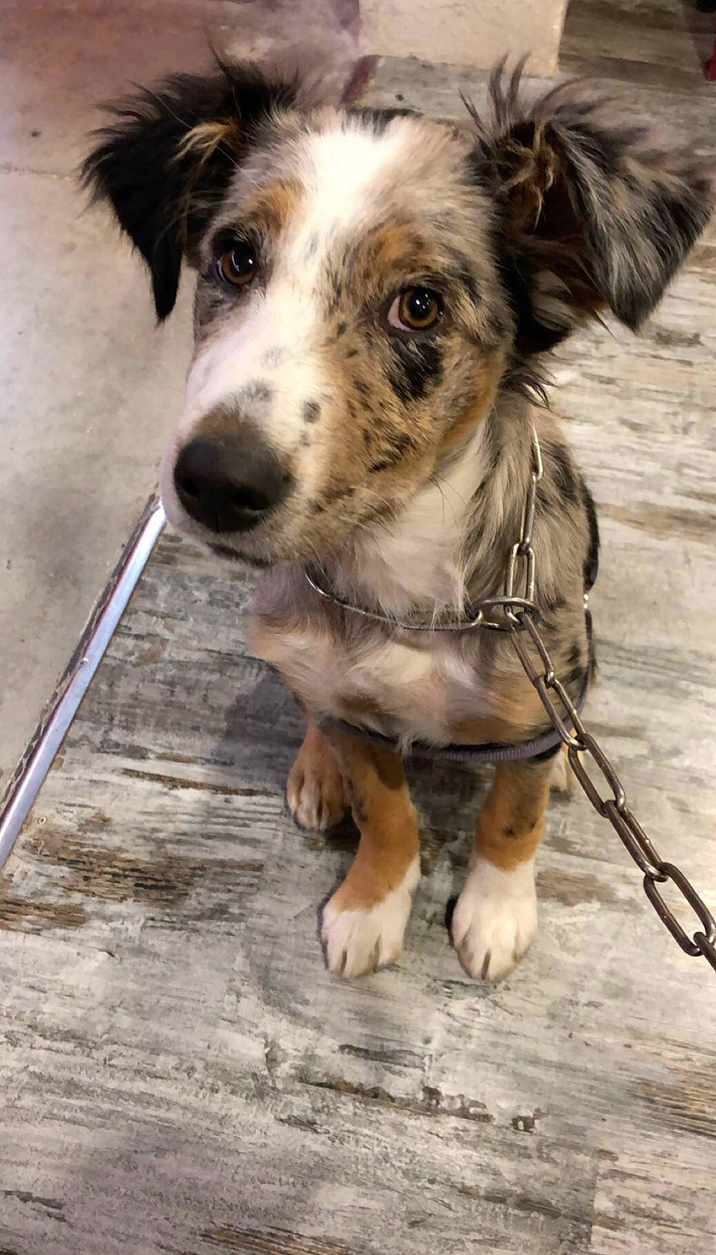 Olympe a rejoint le concours — aidez-le/la à gagner de superbes lots ! australian_collie, australian_shepherd, border_collie, canidae, carnivore, companion_dog, dog, dog_breed, herding_dog, koolie, mammal, miniature_australian_shepherd, puppy, rare_breed_dog, snout, sporting_group, street_dog, texas_heeler, working_dog