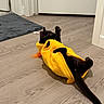 animal, black_cat, cat, costume, cozy, curious, door, ears, feather, flooring, furry, indoor, pet, playful, rug, tail, toy, whiskers, wooden_floor, yellow_outfit