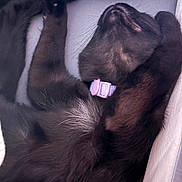 Lucy joined the competition — help win amazing prizes! animal, black_cat, cat, closeup, collar, comfort, cozy, cute, domestic, feline, fur, indoor, mammal, paw, pet, relaxed, resting, sleeping, soft, whiskers