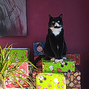 Kobe participe au concours pour gagner de l'argent avec cette photo : cat, tuxedo_cat, gift, present, wrapping_paper, holiday, christmas, indoor, plant, purple_wall, painting, decor, festive, stack, sitting, pets, feline, cute, animal, cozy