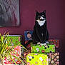 cat, tuxedo_cat, gift, present, wrapping_paper, holiday, christmas, indoor, plant, purple_wall, painting, decor, festive, stack, sitting, pets, feline, cute, animal, cozy