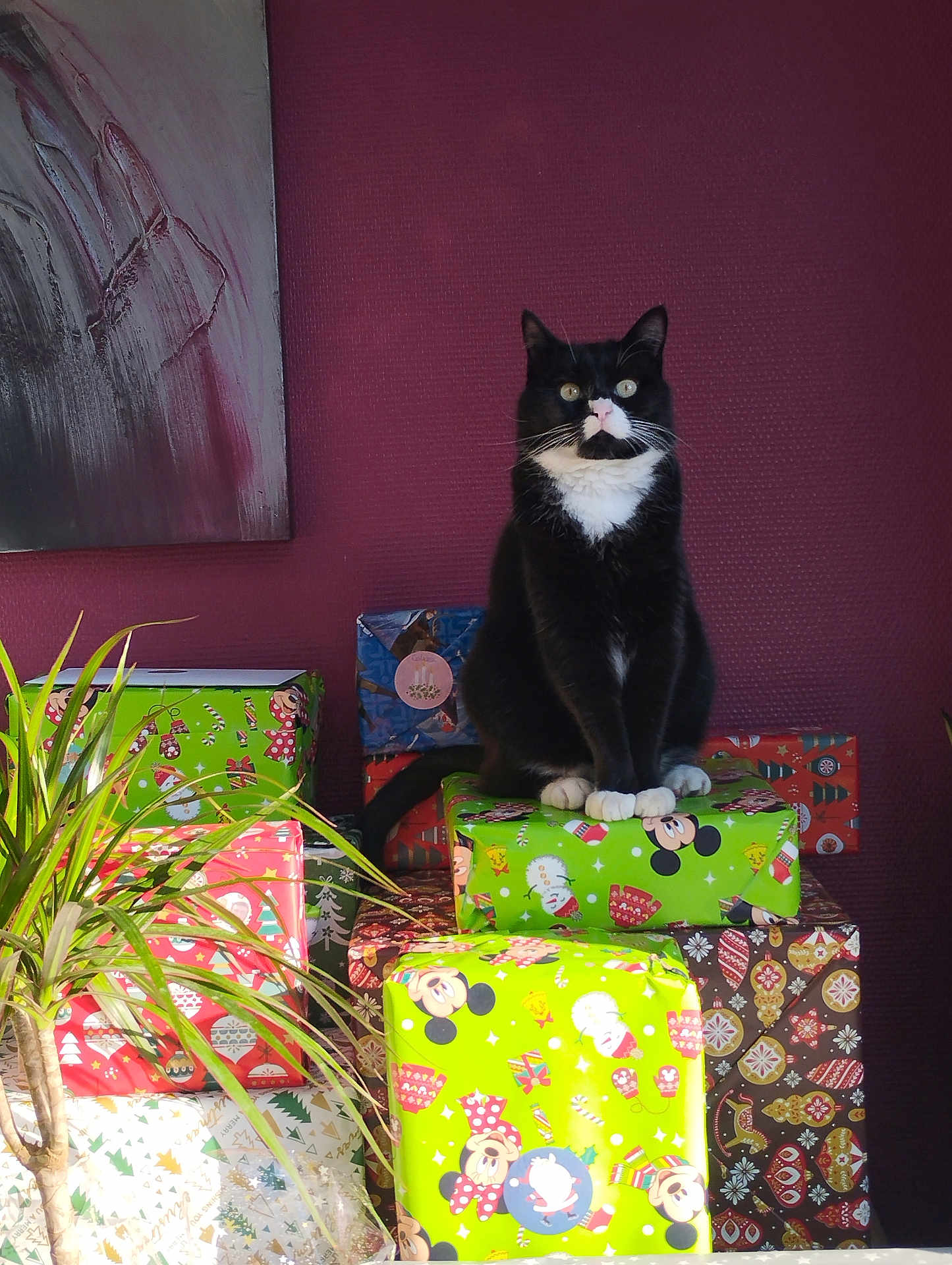 Kobe participe au concours pour gagner de l'argent avec cette photo : cat, tuxedo_cat, gift, present, wrapping_paper, holiday, christmas, indoor, plant, purple_wall, painting, decor, festive, stack, sitting, pets, feline, cute, animal, cozy