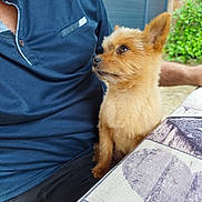 Cookie a rejoint le concours — aidez-le/la à gagner de superbes lots ! animal, blue_shirt, brown_fur, casual, companion, curious, daylight, dog, fence, fur, greenery, looking_up, outdoor, person, pet, resting, shirt, sitting, small_dog, tablecloth