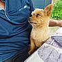 animal, blue_shirt, brown_fur, casual, companion, curious, daylight, dog, fence, fur, greenery, looking_up, outdoor, person, pet, resting, shirt, sitting, small_dog, tablecloth