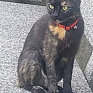 You a rejoint le concours — aidez-le/la à gagner de superbes lots ! alert, animal, cat, closeup, collar, daylight, ears, feline, fur_pattern, outdoor, paw, pet, quiet, sitting, stone_surface, tail, texture, tortoiseshell, whiskers, yellow_eyes