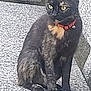 alert, animal, cat, closeup, collar, daylight, ears, feline, fur_pattern, outdoor, paw, pet, quiet, sitting, stone_surface, tail, texture, tortoiseshell, whiskers, yellow_eyes