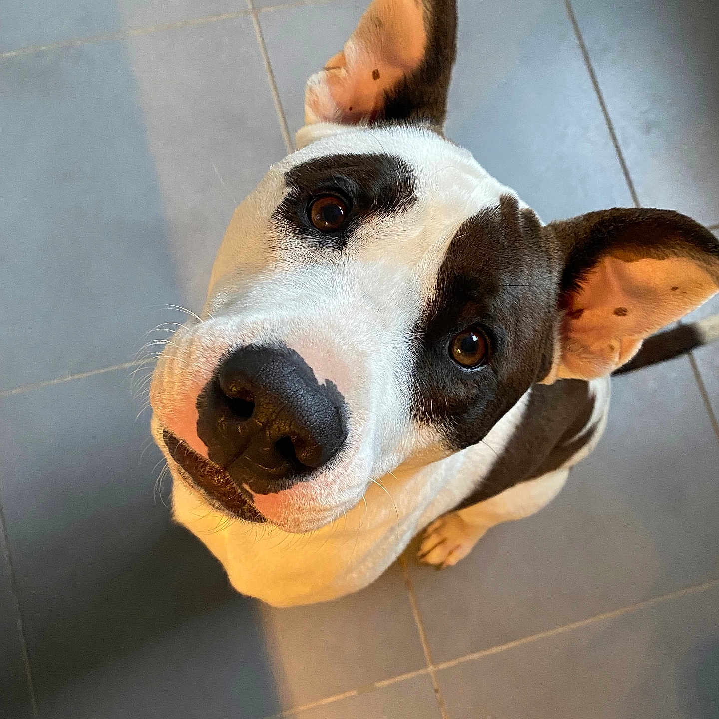 Meïko a rejoint le concours — aidez-le/la à gagner de superbes lots ! accessories, animal, bostonbull, boxer, bulldog, canine, cat, dog, hound, husky, indoors, interiordesign, labradorretriever, pet, pitbull, pointer, puppy, snout, tile, whitedog