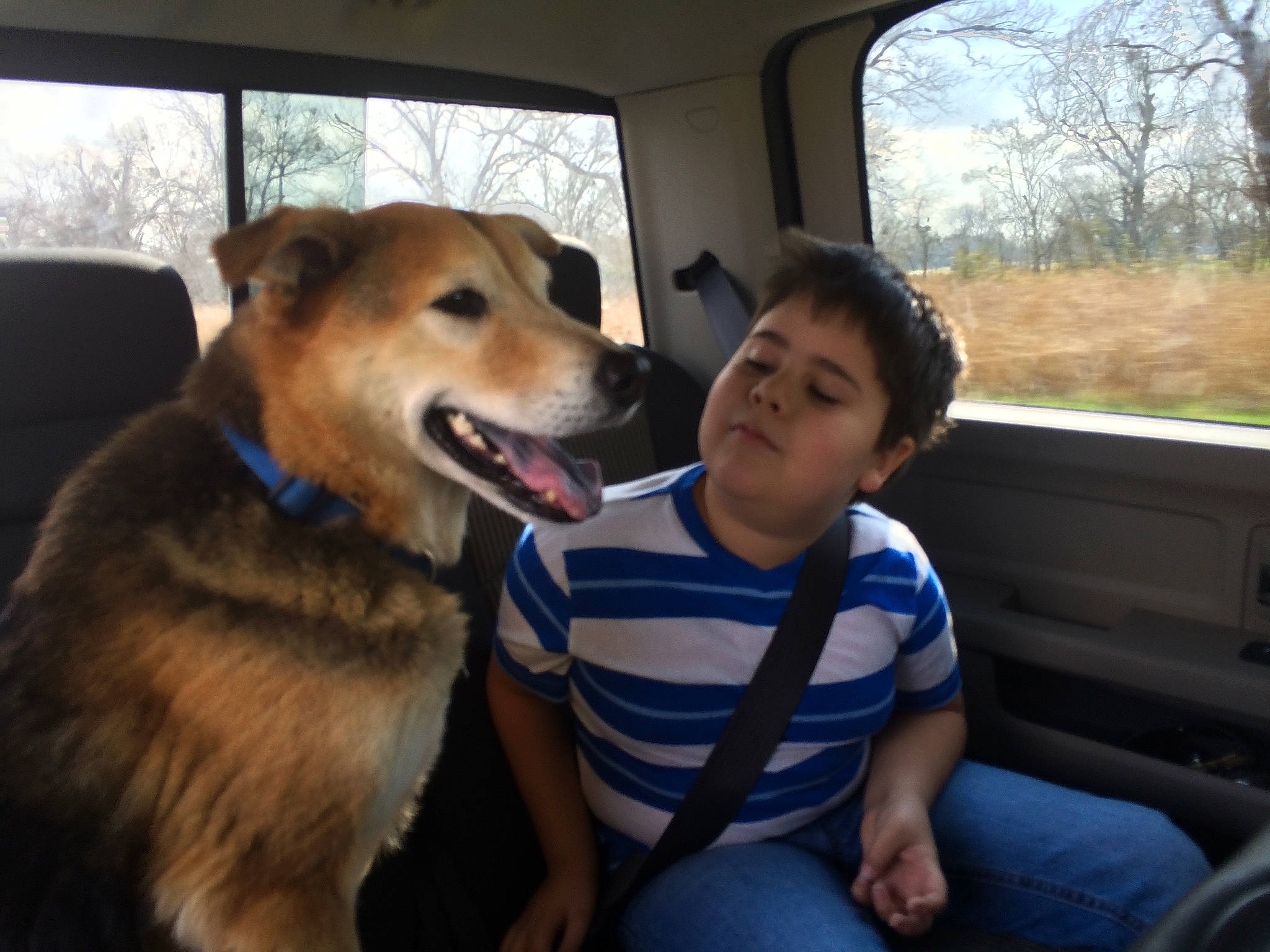 Max joined the competition — help win amazing prizes! canidae, car, car_seat, carnivore, companion_dog, dog, dog_breed, driving, fawn, korean_jindo_dog, mammal, puppy_love, snout, sporting_group, vehicle, vehicle_door