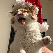 Faye is registered to the contest to win money with this photo: cat, santa_hat, white_fur, orange_fur, pet, animal, indoor, paw, whiskers, feline, cute, holiday, christmas, fluffy, portrait, closeup, mammal, domestic, funny_expression, raised_paw