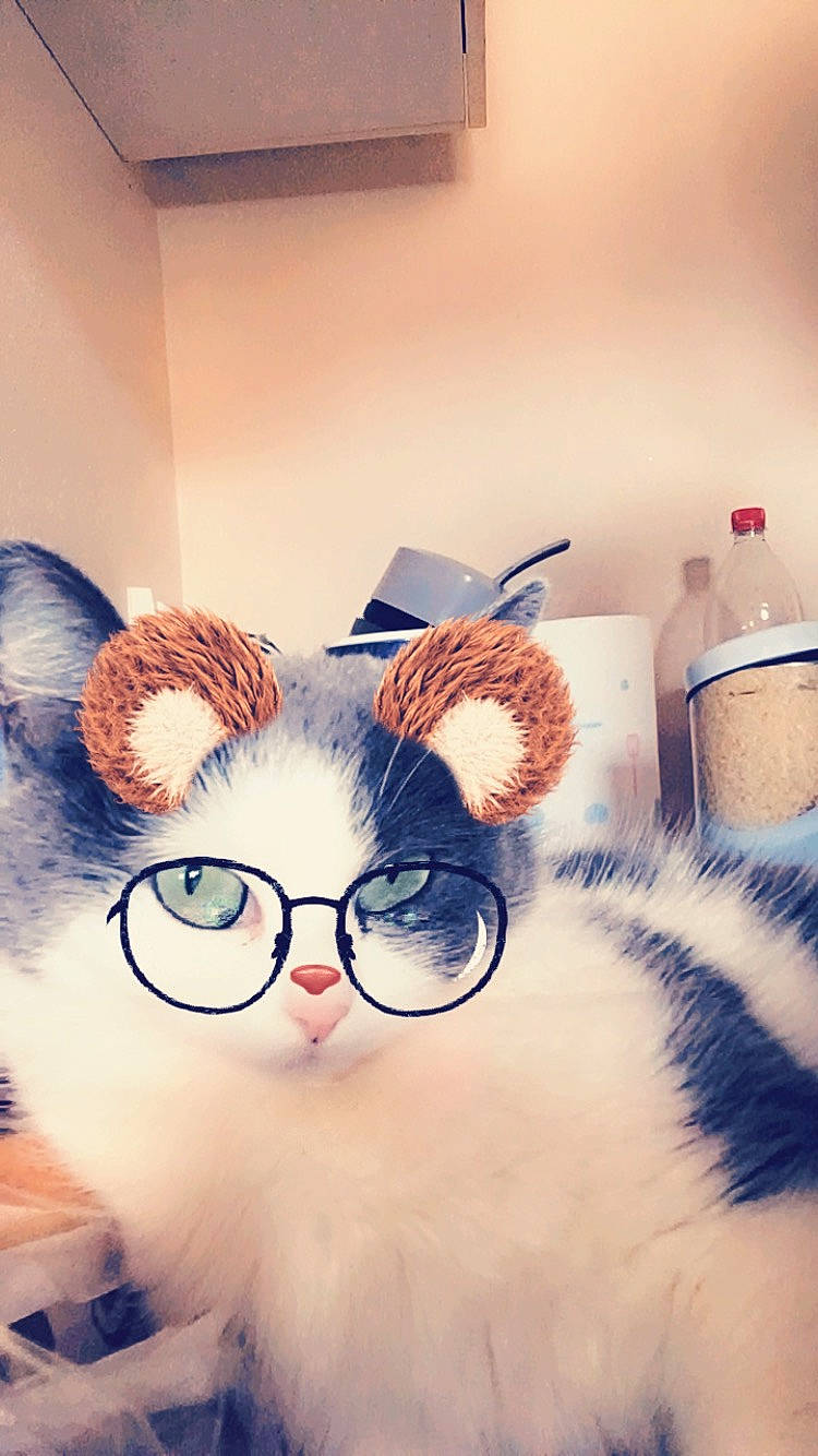 Câline a rejoint le concours — aidez-le/la à gagner de superbes lots ! carnivore, cat, ear, eye, eyewear, felidae, fur, glasses, illustration, kitten, nose, small_to_medium_sized_cats, tail, whiskers