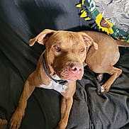 Wilson is registered to the contest to win money with this photo: dog, brown_dog, pet, canine, couch, blanket, indoor, resting, collar, animal, mammal, face, ears, paw, fur, looking, domestic_animal, relaxed, home, furniture