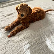 Boone is registered to the contest to win money with this photo: puppy, dog, bed, toy, fur, curly_hair, indoor, pet, animal, cute, relaxed, cozy, soft_light, brown, white_bedspread, paw, lying_down, home, furniture, sleepy