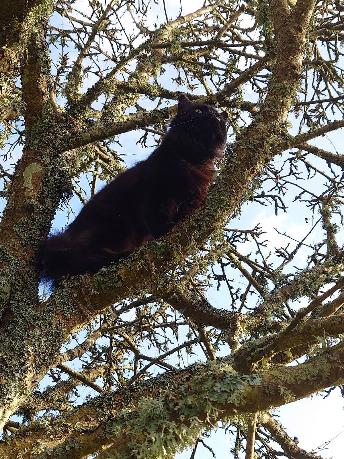 Nero a rejoint le concours — aidez-le/la à gagner de superbes lots ! beak, bird, bird_of_prey, branch, carnivore, crow_like_bird, falconiformes, feather, perching_bird, plant, raven, sky, tail, terrestrial_animal, tints_and_shades, tree, trunk, twig, wildlife, woody_plant