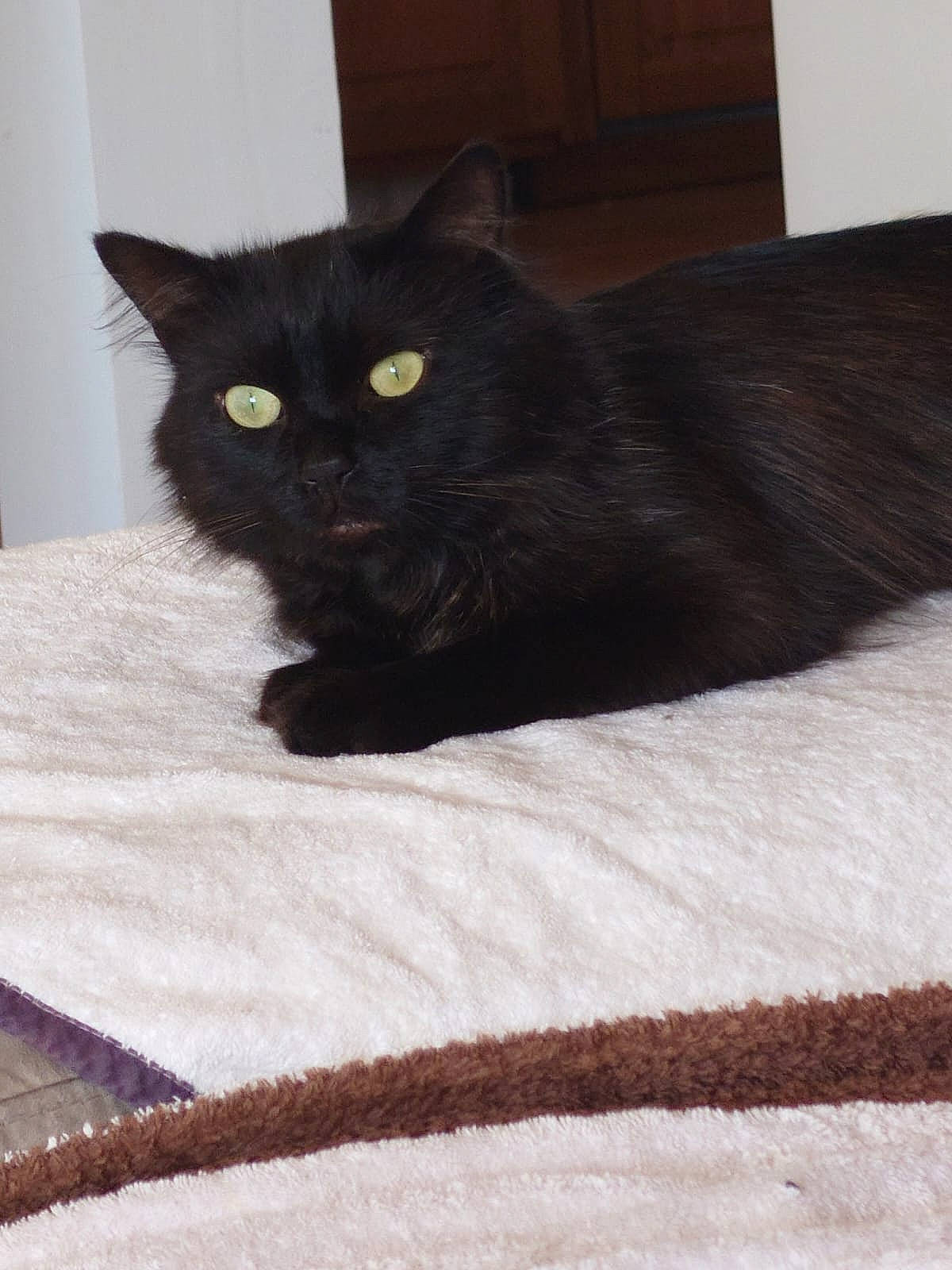 Nero a rejoint le concours — aidez-le/la à gagner de superbes lots ! black_cat, bombay, carnivore, cat, cat_supply, comfort, domestic_short_haired_cat, felidae, fur, grey, small_to_medium_sized_cats, snout, tail, terrestrial_animal, whiskers, wood