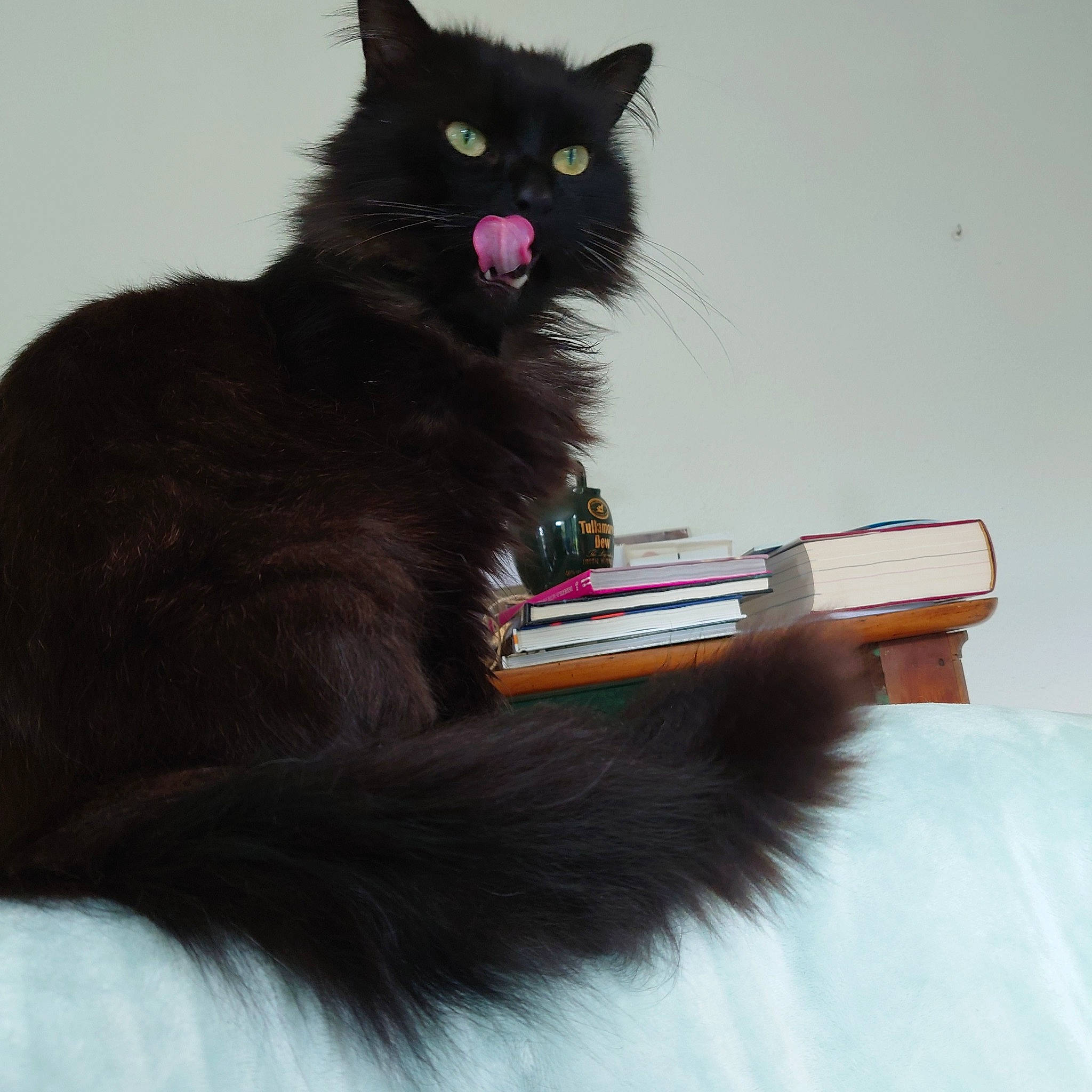 Nero a rejoint le concours — aidez-le/la à gagner de superbes lots ! black_cat, bombay, british_longhair, carnivore, cat, cat_supply, claw, domestic_short_haired_cat, felidae, fur, magenta, paw, sitting, small_to_medium_sized_cats, snout, tail, whiskers, window