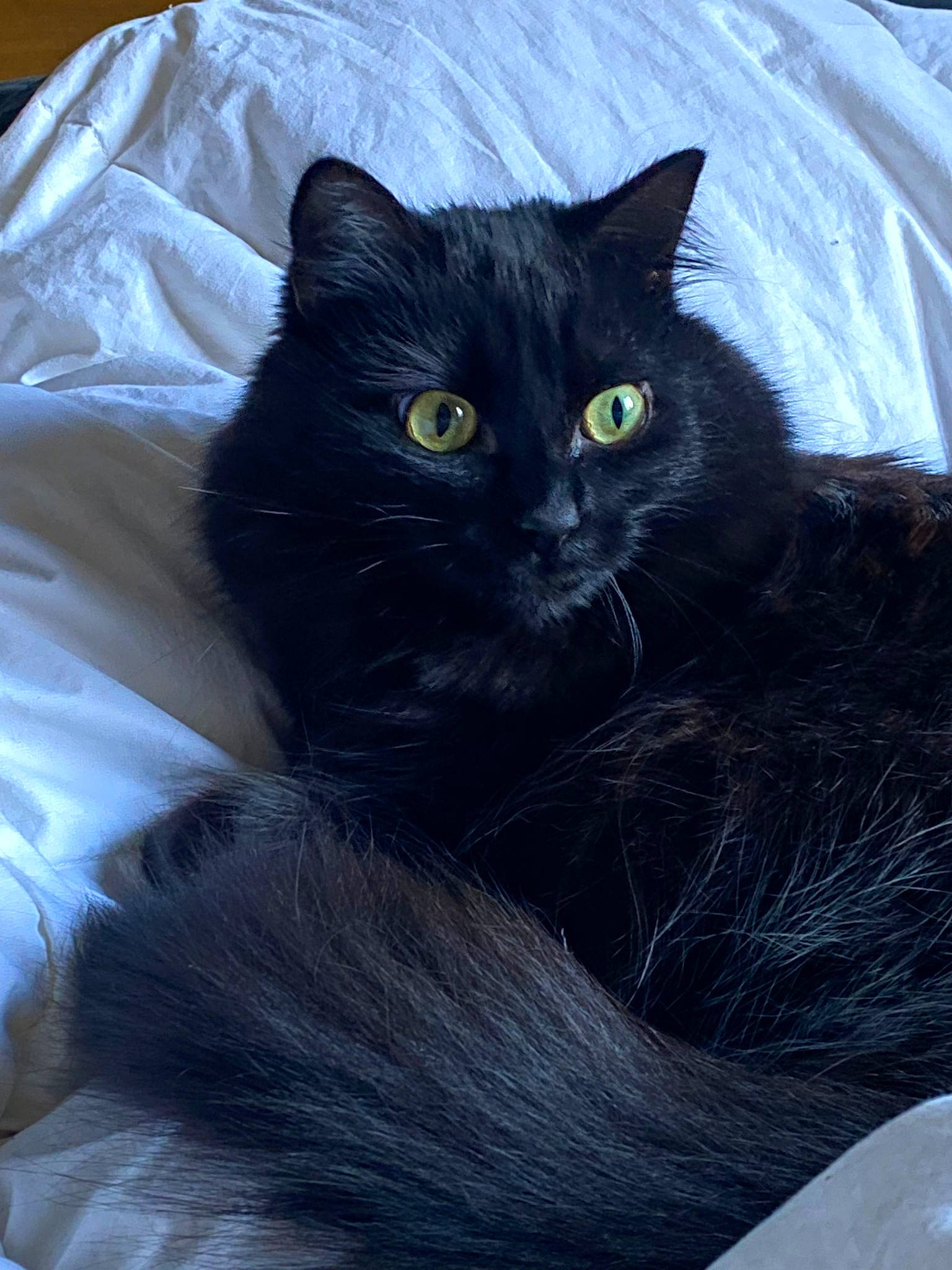 Nero participe au concours pour gagner de l'argent avec cette photo : black_cat, bombay, carnivore, cat, cat_supply, comfort, domestic_short_haired_cat, electric_blue, felidae, fur, grey, small_to_medium_sized_cats, snout, tail, terrestrial_animal, whiskers, window