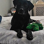 Murphy is registered to the contest to win money with this photo: animal, bed, black_dog, cozy, dog, furniture, green_toy, home, indoor, laundry_basket, looking_at_camera, paw, pet, plush_toy, quiet, relaxed, resting, soft_lighting, white_bedspread, window_blinds