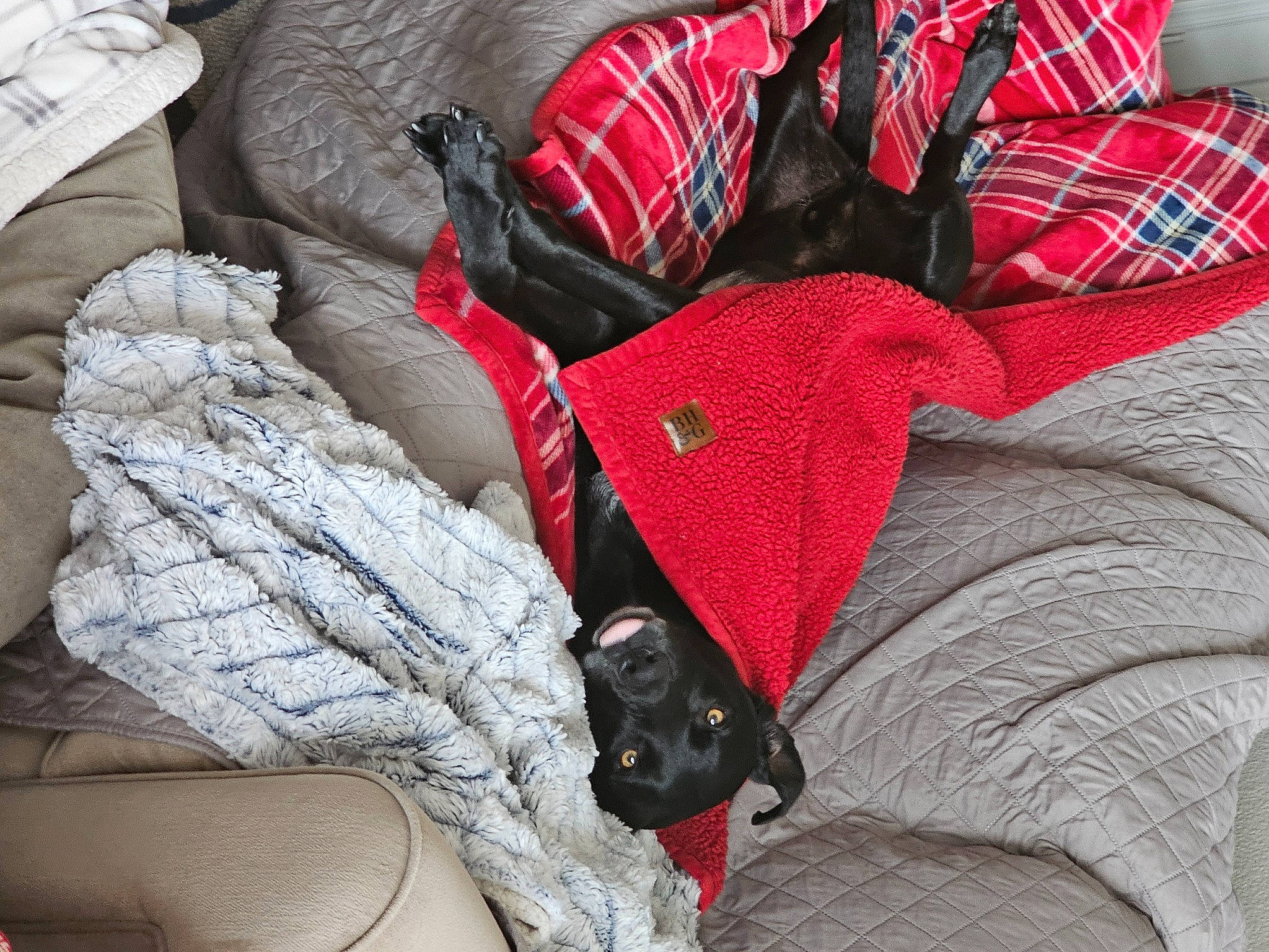 Murphy is registered to the contest to win money with this photo: carmine, carnivore, collar, comfort, companion_dog, couch, dog, dog_breed, dog_supply, fawn, felidae, fur, grey, linens, pattern, red, snout, sporting_group, tail, working_animal